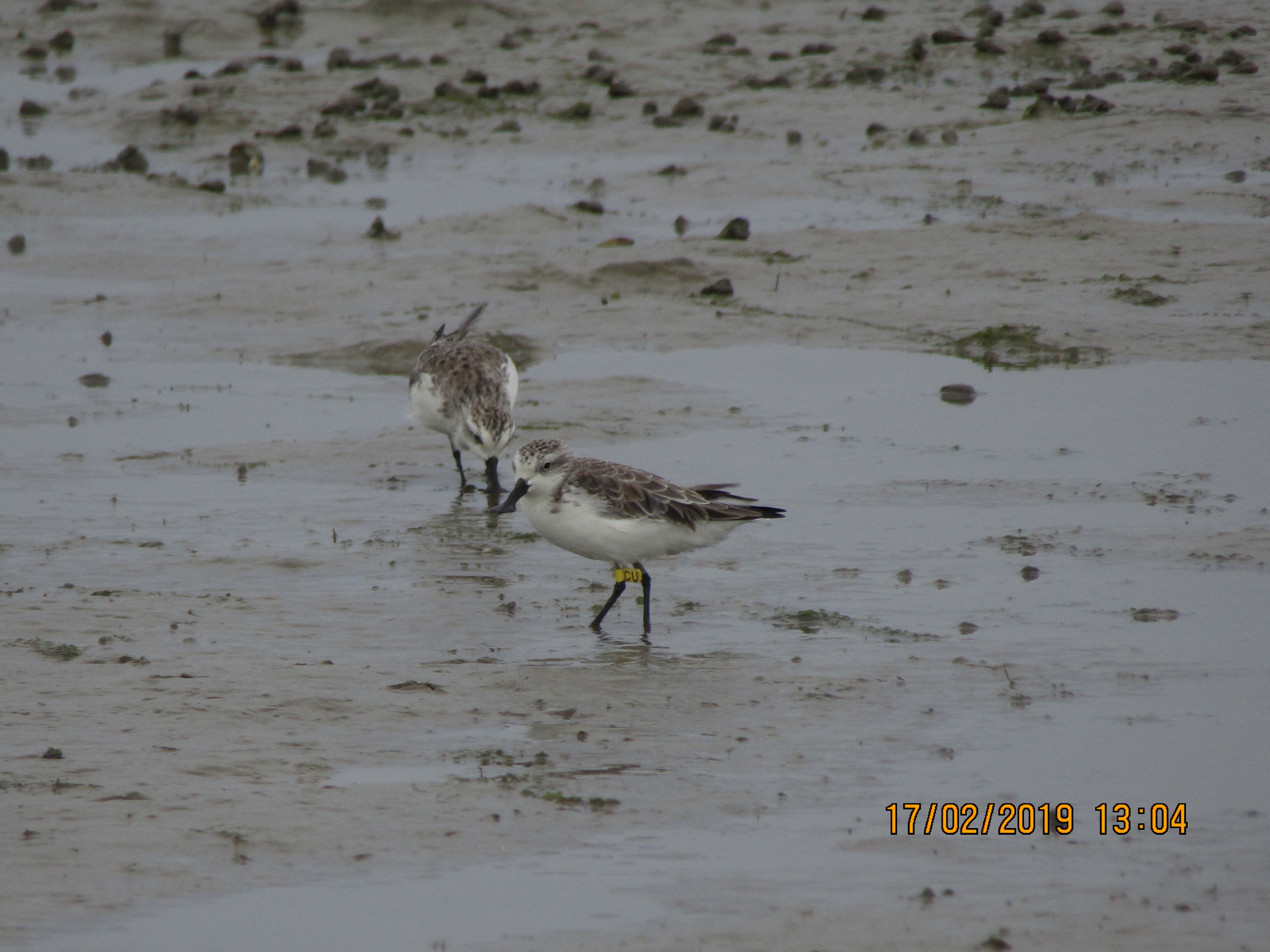 Spoon-billed sandpiper found on the Nanthar Island